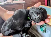 Dark green, a male Labrador Retriever for sale in Rushville, IL – 1 of 4