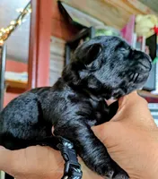 Black, a male Labrador Retriever for sale in Rushville, IL – 2 of 7