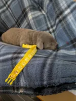 Yellow, a male Labrador Retriever for sale in Rushville, IL – 2 of 3