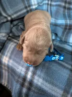 Dark Blue, a male Labrador Retriever for sale in Rushville, IL – 2 of 3