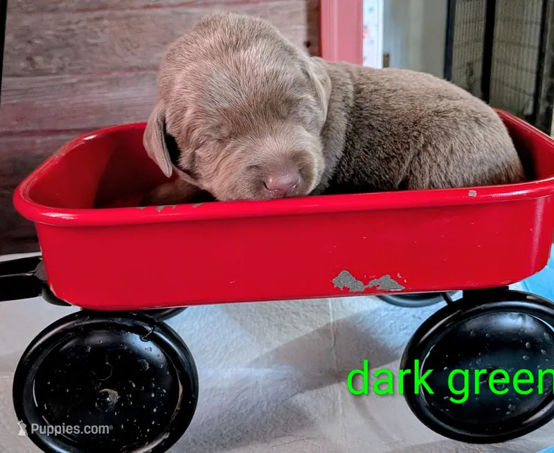 Hunter – Labrador Retriever puppy for sale in Rushville, IL