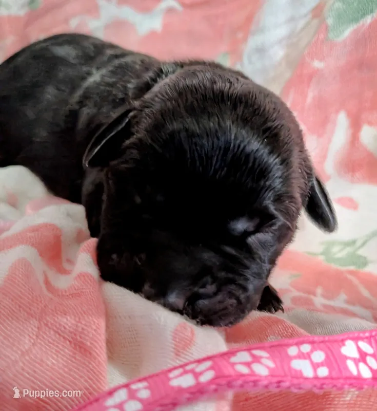 Dark pink – Labrador Retriever puppy for sale in Rushville, IL