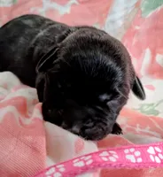 Dark pink, a female Labrador Retriever for sale in Rushville, IL – 1 of 1