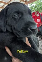 Yellow, a male Labrador Retriever for sale in Rushville, IL – 1 of 7