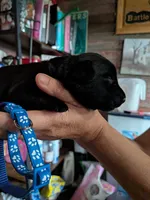 Navy, a male Labrador Retriever for sale in Rushville, IL – 5 of 7