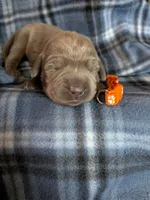 Orange, a male Labrador Retriever for sale in Rushville, IL – 3 of 3