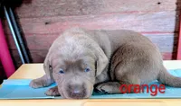 Gunner, a male Labrador Retriever for sale in Rushville, IL – 5 of 9