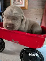Boomer, a male Labrador Retriever for sale in Rushville, IL – 1 of 3