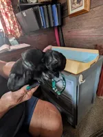 Dark green, a male Labrador Retriever for sale in Rushville, IL – 3 of 4