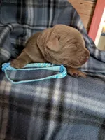 Light Blue, a male Labrador Retriever for sale in Rushville, IL – 1 of 3