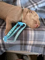 Light Blue, a male Labrador Retriever for sale in Rushville, IL – 3 of 3