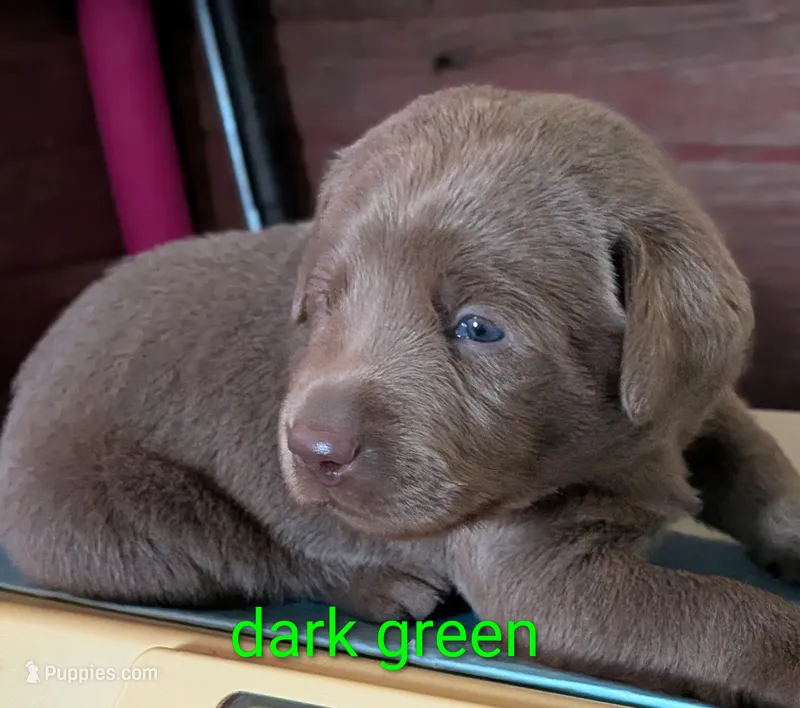 Hunter – Labrador Retriever puppy for sale in Rushville, IL