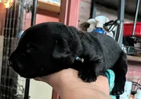 Light blue, a male Labrador Retriever for sale in Rushville, IL – 2 of 7