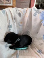 Light blue, a male Labrador Retriever for sale in Rushville, IL – 3 of 3