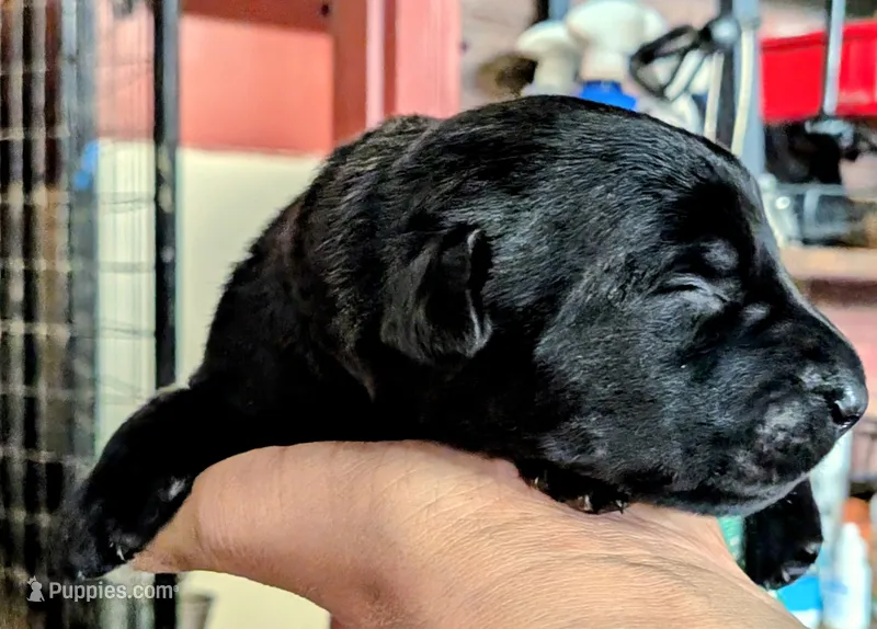 Light blue – Labrador Retriever puppy for sale in Rushville, IL