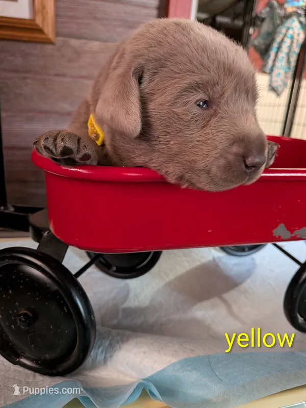 River – Labrador Retriever puppy for sale in Rushville, IL