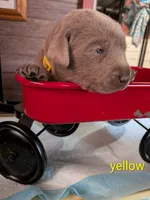 River, a male Labrador Retriever for sale in Rushville, IL – 3 of 8