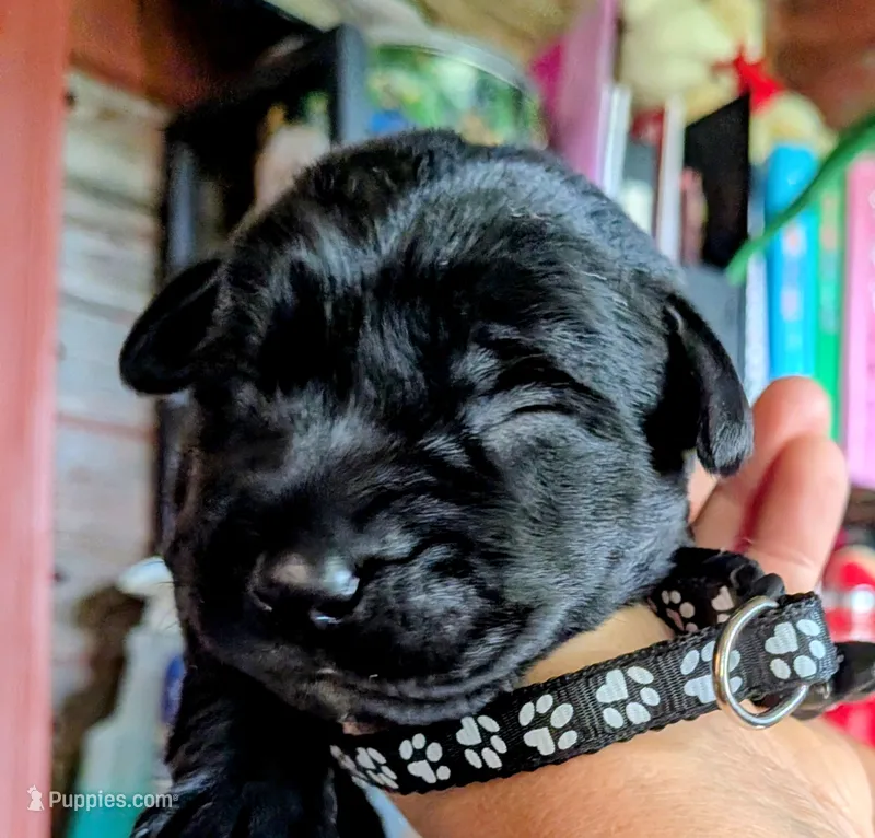 Black – Labrador Retriever puppy for sale in Rushville, IL