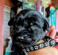 Black, a male Labrador Retriever for sale in Rushville, IL – 1 of 7
