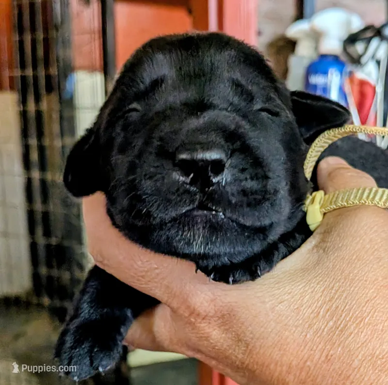 Yellow – Labrador Retriever puppy for sale in Rushville, IL