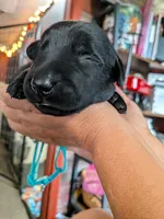 Light blue, a male Labrador Retriever for sale in Rushville, IL – 4 of 7