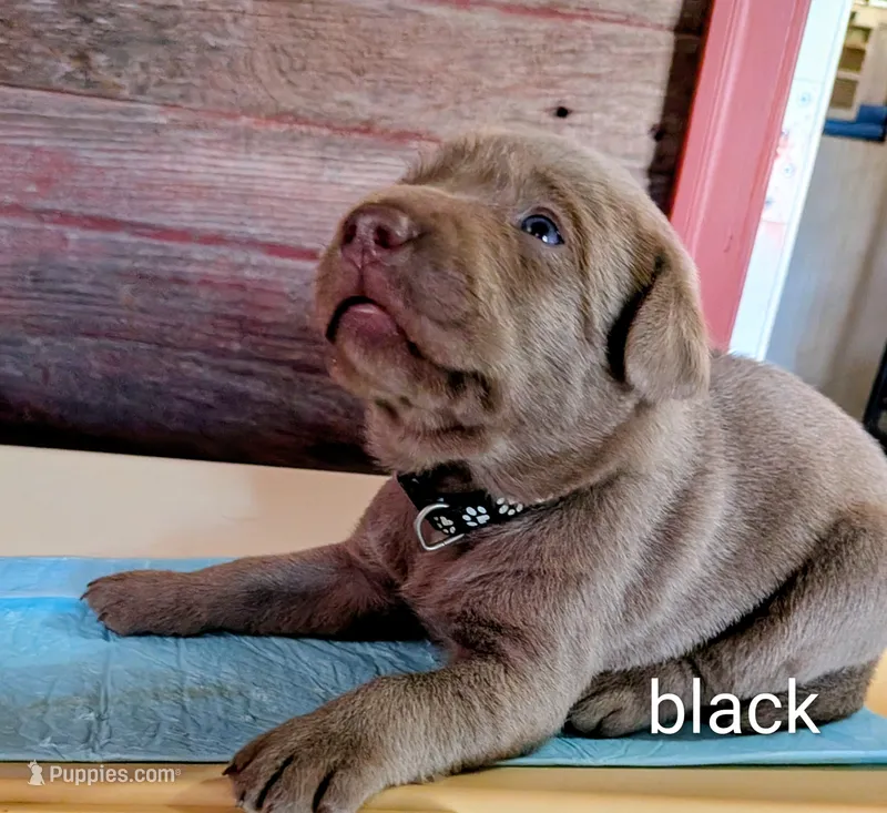 Boomer – Labrador Retriever puppy for sale in Rushville, IL