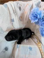 Light blue, a male Labrador Retriever for sale in Rushville, IL – 2 of 3