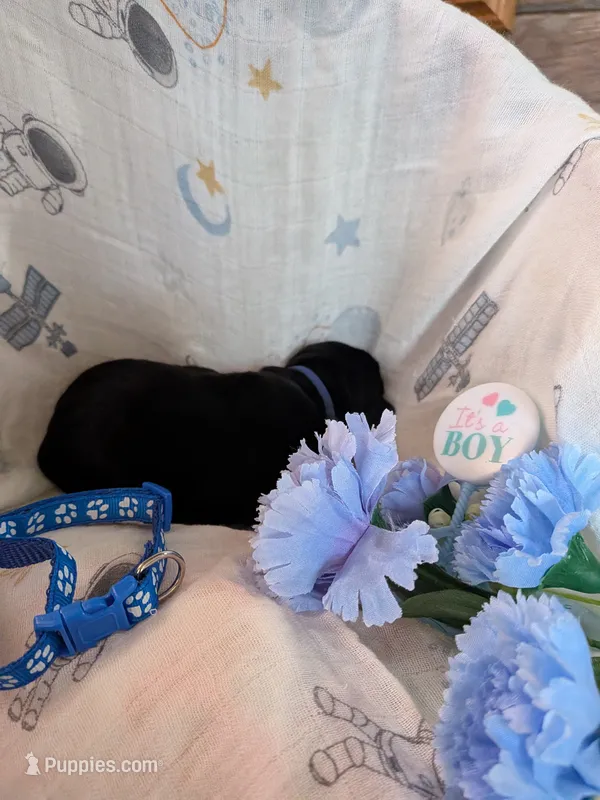 Navy – Labrador Retriever puppy for sale in Rushville, IL