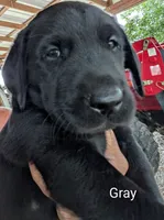 Gray, a male Labrador Retriever for sale in Rushville, IL – 1 of 6