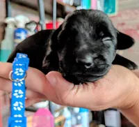 Navy, a male Labrador Retriever for sale in Rushville, IL – 4 of 7
