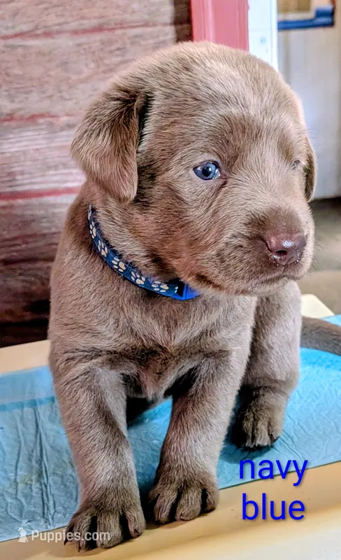 Bullet – Labrador Retriever puppy for sale in Rushville, IL