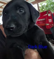 Navy, a male Labrador Retriever for sale in Rushville, IL – 1 of 7