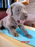 Gunner, a male Labrador Retriever for sale in Rushville, IL – 3 of 9