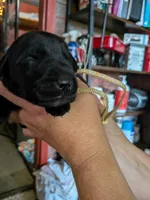 Yellow, a male Labrador Retriever for sale in Rushville, IL – 5 of 7