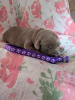 Purple, a female Labrador Retriever for sale in Rushville, IL – 1 of 3