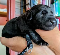 Black, a male Labrador Retriever for sale in Rushville, IL – 3 of 7