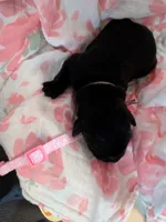 Light pink, a female Labrador Retriever for sale in Rushville, IL – 2 of 2