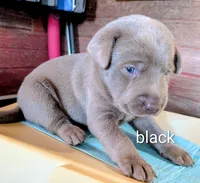 Boomer, a male Labrador Retriever for sale in Rushville, IL – 5 of 5