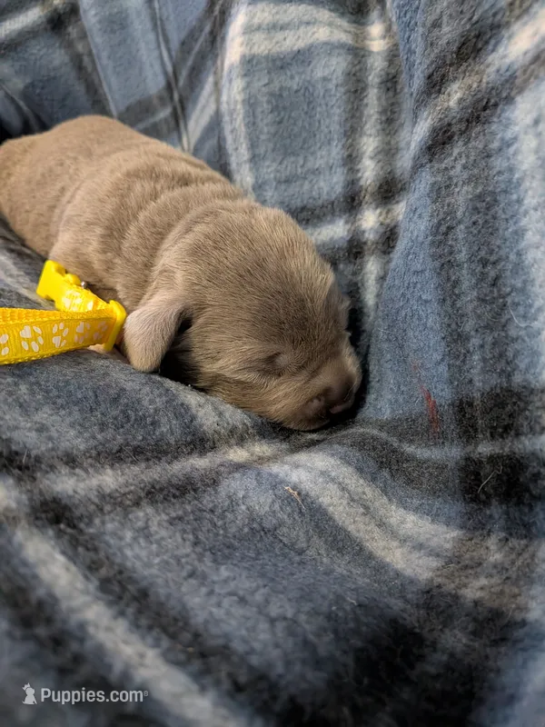 Yellow – Labrador Retriever puppy for sale in Rushville, IL
