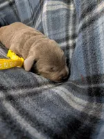 Yellow, a male Labrador Retriever for sale in Rushville, IL – 1 of 3
