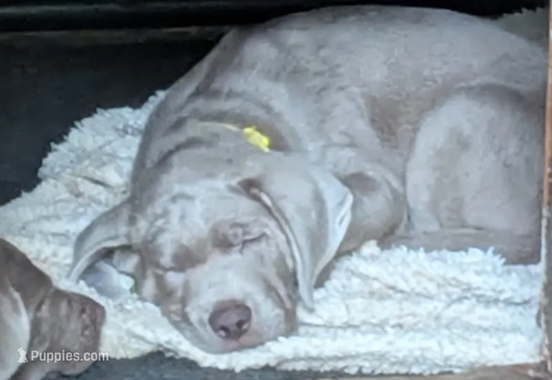 River – Labrador Retriever puppy for sale in Rushville, IL