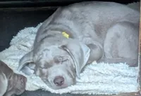 River, a male Labrador Retriever for sale in Rushville, IL – 1 of 1