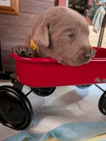 River, a male Labrador Retriever for sale in Rushville, IL – 5 of 8