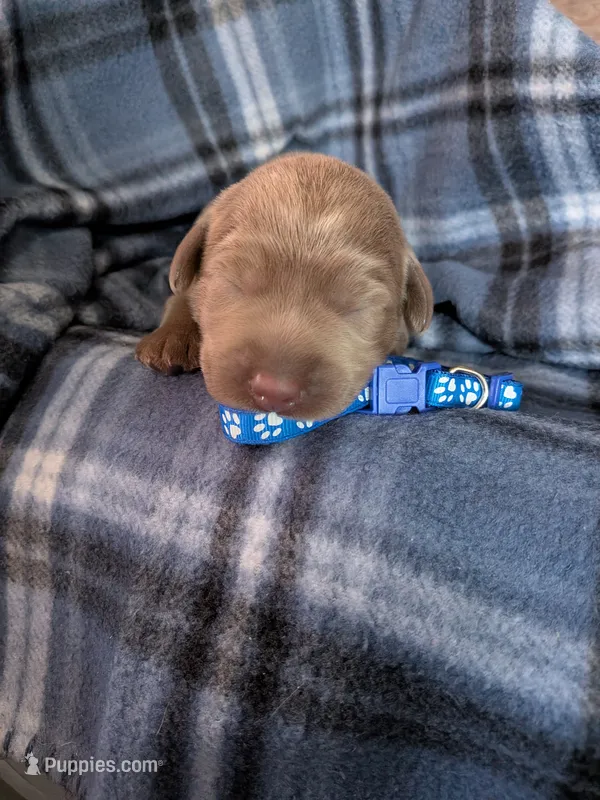 Dark Blue – Labrador Retriever puppy for sale in Rushville, IL