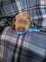Dark Blue, a male Labrador Retriever for sale in Rushville, IL – 1 of 3