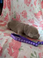 Purple, a female Labrador Retriever for sale in Rushville, IL – 3 of 3