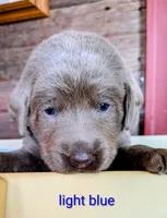 Levi, a male Labrador Retriever for sale in Rushville, IL – 3 of 7