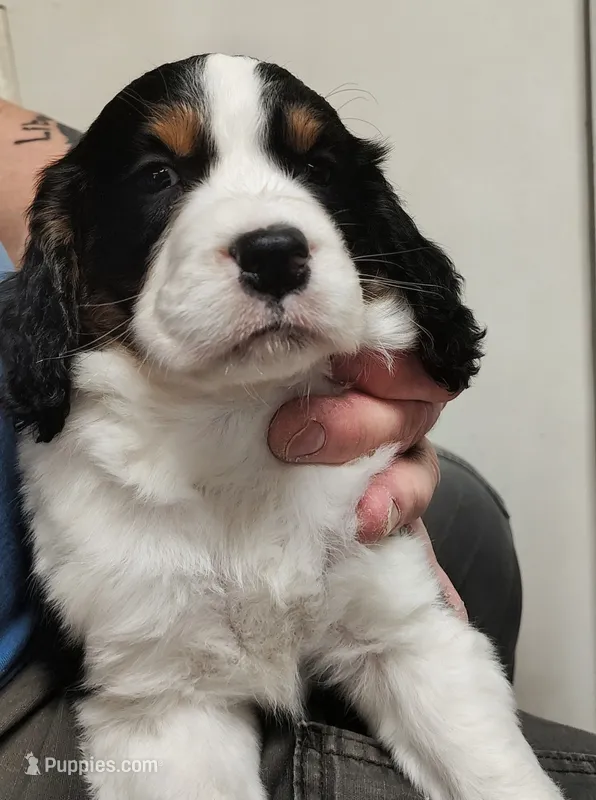 Show Male – English Springer Spaniel puppy for sale in Grove City, PA