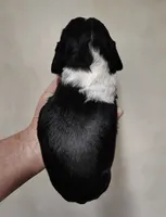 Show Male, a male English Springer Spaniel for sale in Grove City, PA – 2 of 5