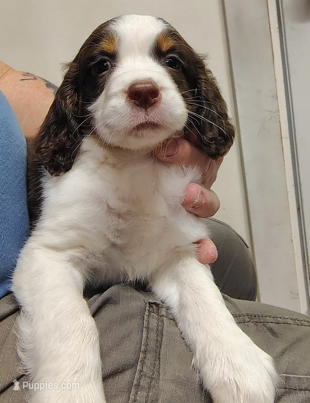 Show Female – English Springer Spaniel puppy for sale in Grove City, PA